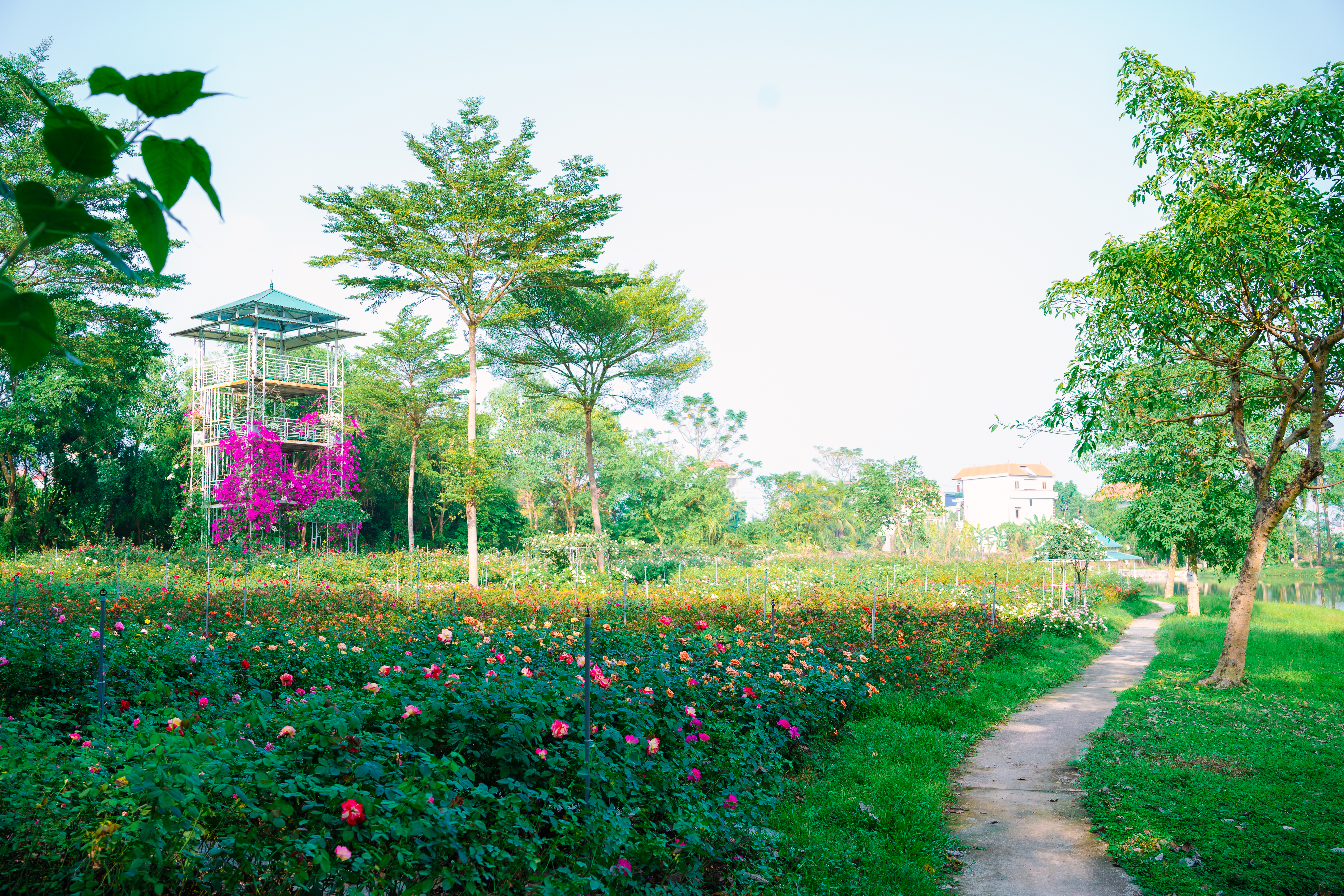 Dạo bước thiên nhiên